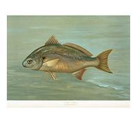 Artery8 Petrie North American Fishes Lafayette Spot Illustration Premium Wall Art Canvas Print 18X24 Inch