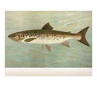 Artery8 Petrie North American Fishes Ouananiche Illustration Premium Wall Art Canvas Print 18X24 Inch