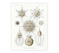 Artery8 Phaeodaria Amoeba Vintage Unframed Wall Art Print Poster 12X16 Artwork By Haeckel : Marine Amoeba Artwork Perfect For Study Or Hallway Showing Fine Detail Symmetry And Organic Complexity
