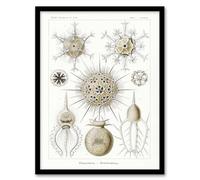 Artery8 Phaeodaria Amoeba Vintage Wall Art Print Framed Poster 12x16 inch Artwork By Haeckel : Marine Amoeba Artwork Perfect For Study Or Hallway Showing Fine Detail Symmetry And Organic Complexity