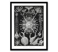 Artery8 Phaeodaria Marine Life Wall Art Print Framed Poster 12x16 inch Artwork By Haeckel : Microscopic Life Illustration Ideal For Study Or Hallway Expressing Science Geometry And Ocean Beauty