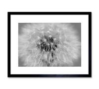 Artery8 Photo Black White Dandelion Seeds Home Decor 12X16" Framed Wall Art Print