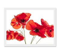 Artery8 Photo Nature Flower Poppy Heads Red Petals A4 Artwork Framed Wall Art Print