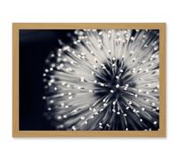 Artery8 Photo Nature Plant Flower Black White Beautiful Home A4 Artwork Framed Wall Art Print
