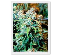 Artery8 Photography Nature Cannabis Marijuana Bud Weed Plant Artwork Framed Wall Art Print A4