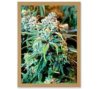 Artery8 Photography Nature Cannabis Marijuana Bud Weed Plant Artwork Framed Wall Art Print A4