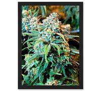 Artery8 Photography Nature Cannabis Marijuana Bud Weed Plant Artwork Framed Wall Art Print A4