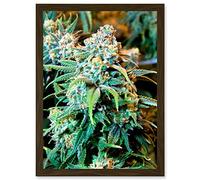 Artery8 Photography Nature Cannabis Marijuana Bud Weed Plant Artwork Framed Wall Art Print A4