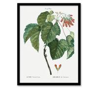 Artery8 Pierre J Redoute Framed Wall Art Acer Tataricum Vintage Botanical in White | Size: A4 Artery8 White A4