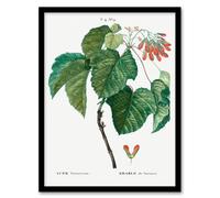 Artery8 Pierre J Redoute Framed Wall Art Acer Tataricum Vintage Botanical in White | Size: A3 Artery8 White A3