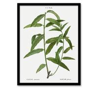Artery8 Pierre J Redoute Framed Wall Art Basket Willow Vintage Botanical in White | Size: A4 Artery8 White A4