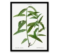 Artery8 Pierre J Redoute Framed Wall Art Basket Willow Vintage Botanical in White | Size: A4 Artery8 White A4