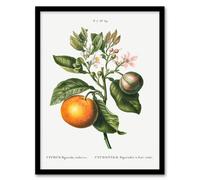 Artery8 Pierre J Redoute Framed Wall Art Bitter Orange Vintage Botanical in White | Size: A4 Artery8 White A4