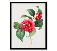 Artery8 Pierre J Redoute Framed Wall Art Camelia Vintage Floral Illustration in White | Size: A4 Artery8 White A4