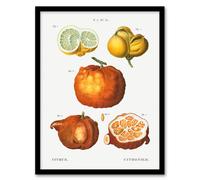 Artery8 Pierre J Redoute Framed Wall Art Citrus Fruit Vintage Illustration in White | Size: A4 Artery8 White A4