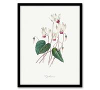 Artery8 Pierre J Redoute Framed Wall Art Cyclamen Vintage Floral Illustration in White | Size: A4 Artery8 White A4