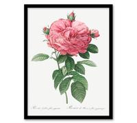 Artery8 Pierre J Redoute Framed Wall Art Giant Gallica Rose Vintage Floral in White | Size: A3 Artery8 White A3