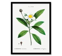 Artery8 Pierre J Redoute Framed Wall Art Gordonia Tree Loblolly Bay Flowers - A4 Size