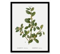 Artery8 Pierre J Redoute Framed Wall Art Italian Buckthorn Vintage Botanical in White | Size: A4 Artery8 White A4
