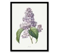 Artery8 Pierre J Redoute Framed Wall Art Lilac Vintage Floral Illustration in White | Size: A3 Artery8 White A3