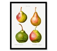 Artery8 Pierre J Redoute Framed Wall Art Pear Fruit Vintage Illustration in White | Size: A4 Artery8 White A4