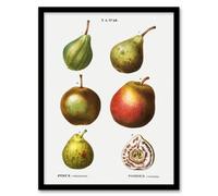 Artery8 Pierre J Redoute Framed Wall Art Pear Varieties Vintage Illustration in White | Size: A4 Artery8 White A4