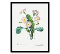 Artery8 Pierre J Redoute Framed Wall Art Primrose Vintage Floral Illustration in White | Size: A4 Artery8 White A4