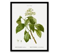 Artery8 Pierre J Redoute Framed Wall Art Print Climbing Hydrangea Flowers in White | Size: A3 Artery8 White A3