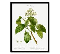 Artery8 Pierre J Redoute Framed Wall Art Print Climbing Hydrangea Flowers in White | Size: A3 Artery8 White A3