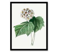 Artery8 Pierre J Redoute Framed Wall Art Print White Dombeya Amelia Flowers | Size: A3 Artery8 White A3