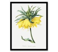 Artery8 Pierre J Redoute Framed Wall Art Print Yellow Crown Imperial Flower - A3 Size