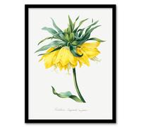 Artery8 Pierre J Redoute Framed Wall Art Print Yellow Crown Imperial Flower in White | Size: A4 Artery8 White A4