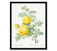 Artery8 Pierre J Redoute Framed Wall Art Print Yellow Rose Vintage Botanical in White | Size: A4 Artery8 White A4