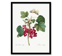 Artery8 Pierre J Redoute Framed Wall Art Redcurrant Berries & Butterfly in White | Size: A3 Artery8 White A3