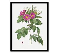 Artery8 Pierre J Redoute Framed Wall Art Vintage Carolina Rose Illustration in White | Size: A3 Artery8 White A3