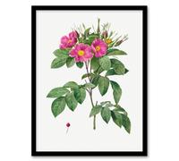 Artery8 Pierre J Redoute Framed Wall Art Vintage Carolina Rose Illustration in White | Size: A4 Artery8 White A4