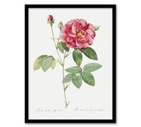 Artery8 Pierre J Redoute Framed Wall Art Vintage French Rose Illustration in White | Size: A3 Artery8 White A3