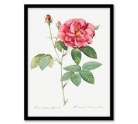 Artery8 Pierre J Redoute Framed Wall Art Vintage French Rose Illustration in White | Size: A4 Artery8 White A4
