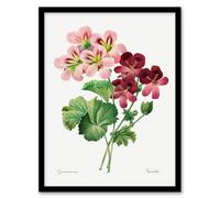 Artery8 Pierre J Redoute Framed Wall Art Vintage Geranium Flowers Illustration in White | Size: A3 Artery8 White A3