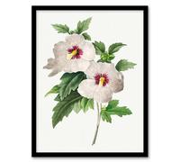 Artery8 Pierre J Redoute Framed Wall Art Vintage Hibiscus Flower Illustration in White | Size: A3 Artery8 White A3