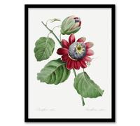 Artery8 Pierre J Redoute Framed Wall Art Vintage Passion Flower Illustration in White | Size: A3 Artery8 White A3