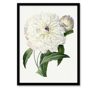 Artery8 Pierre J Redoute Framed Wall Art Vintage Peony Flower Illustration in White | Size: A4 Artery8 White A4