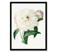 Artery8 Pierre J Redoute Framed Wall Art Vintage Peony Flower Illustration in White | Size: A4 Artery8 White A4