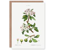 Artery8 Pierre-Joseph Redouté Art Card Almond Leaved Pear Tree