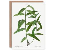 Artery8 Pierre-Joseph Redouté Art Card Basket Willow Vintage Botanical