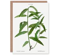 Artery8 Pierre-Joseph Redouté Art Card Basket Willow Vintage Botanical