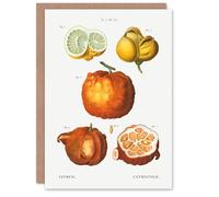 Artery8 Pierre-Joseph Redouté Art Card Citrus Fruit Vintage Illustration