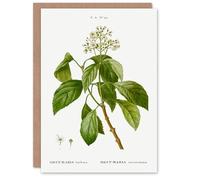 Artery8 Pierre-Joseph Redouté Art Card Climbing Hydrangea Flowers