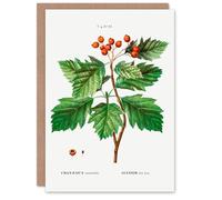 Artery8 Pierre-Joseph Redouté Art Card Hawthorn Vintage Botanical Illustration in White Artery8 White