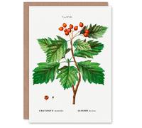 Artery8 Pierre-Joseph Redouté Art Card Hawthorn Vintage Botanical Illustration